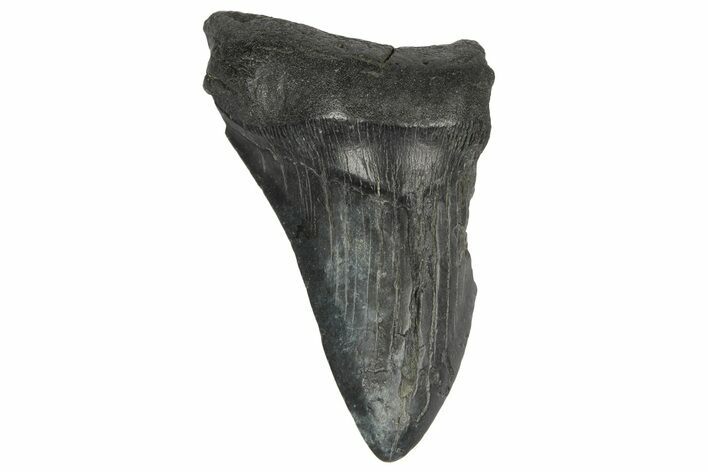 Partial, Fossil Megalodon Tooth #189893